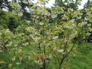 Huodendron tibeticum