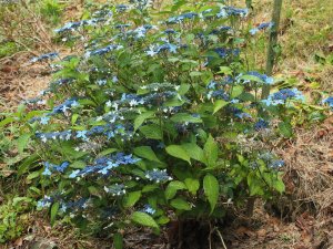 Hydrangea serrata ‘Crug Cobalt’