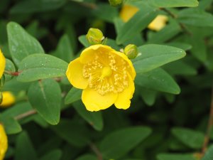 Hypericum wilsonii