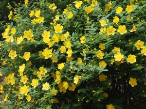 Hypericum wilsonii