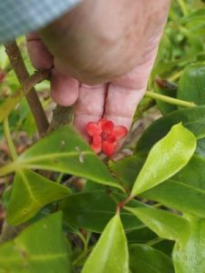 Illicium lanceolatum