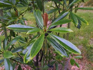 Photinia serratifolia var. ardisiifolia (NMWJ 14513)