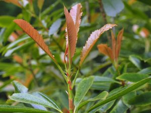 Photinia serratifolia var. ardisiifolia (NMWJ 14513)