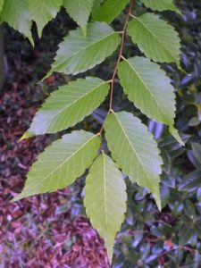 Zelkova serrata