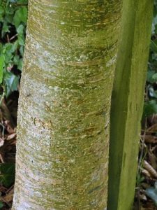 Zelkova serrata