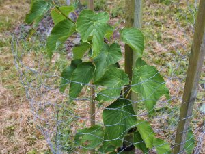 Davidia involucrata ‘Sonoma’