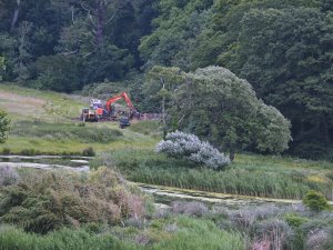 fallen fir