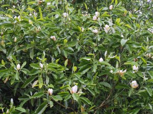 Magnolia virginiana var. australis ‘Satellite’