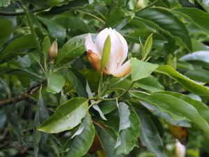 Magnolia virginiana var. australis ‘Satellite’