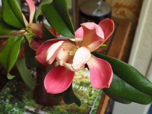 Manglietia insignis