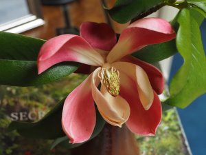 Manglietia insignis