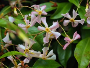 Trachelospermum asiaticum ‘Pink Shower’