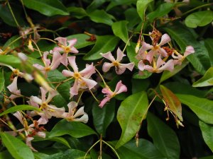 Trachelospermum asiaticum ‘Pink Shower’