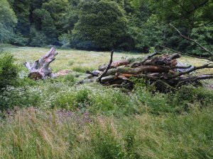 Another recently fallen beech tree