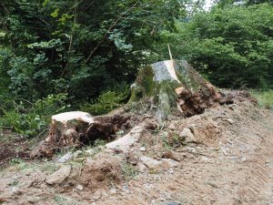 Another recently fallen beech tree