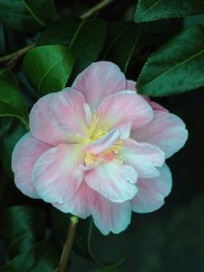Camellia x williamsii ‘Pink Icicle’