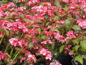 Hydrangea ‘Yulika’