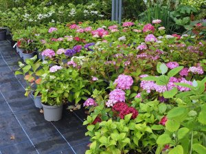 The hydrangeas put aside
