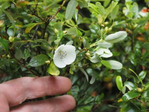Eucryphia milligani
