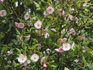 Eucryphia lucida ‘Pink Cloud’