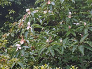 Magnolia sapaensis
