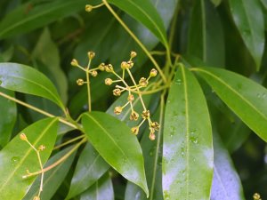 Persea japonica