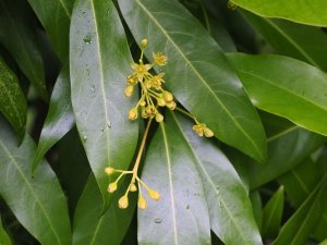 Persea japonica