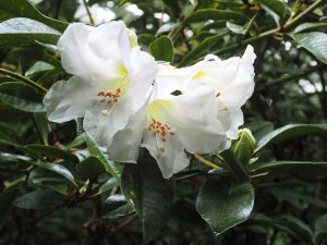 Rhododendron maddenii
