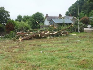 sycamores at the Hovel