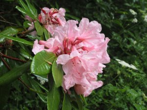 An unknown Harrow hybrid rhododendron