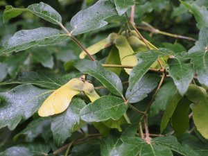 Acer griseum