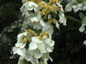 Hydrangea chinensis ‘Golden Crane’