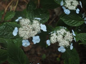 Hydrangea serrata