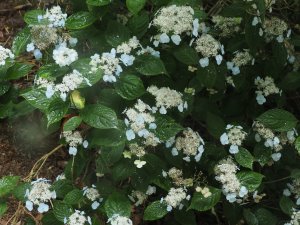 Hydrangea serrata