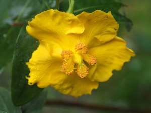 Hypericum augustinii