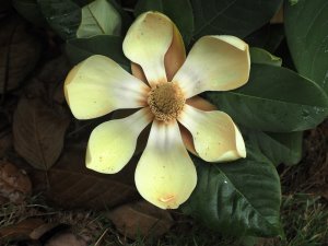 Magnolia delavayi
