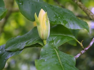 Magnolia ‘Yuchelia’