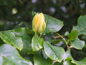 Magnolia ‘Yuchelia’