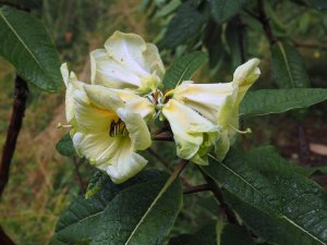 Rhododendron nuttallii