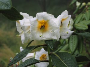 Rhododendron nuttallii