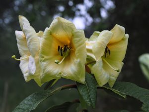 Rhododendron nuttallii