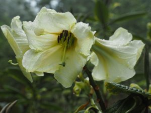 Rhododendron nuttallii