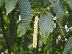 Carpinus rankanensis
