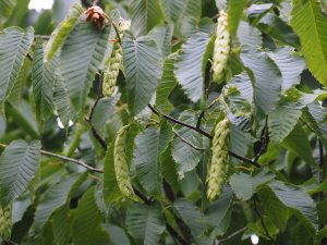 Carpinus rankanensis