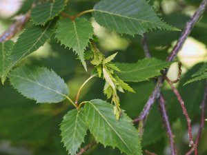 Carpinus tschonoskii (BSWJ 10800)