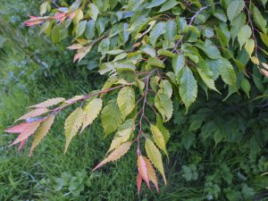Carpinus tschonoskii (BSWJ 10800)