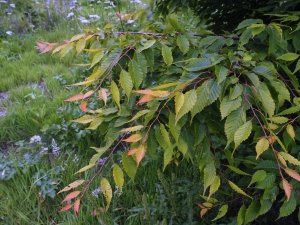 Carpinus tschonoskii (BSWJ 10800)