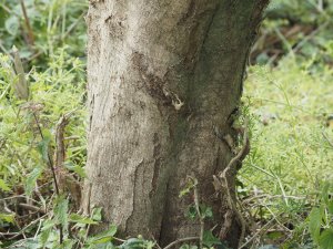 Carpinus betulus ‘Fastigiata’