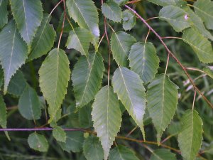 Carpinus laxiflora