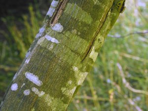 Carpinus laxiflora